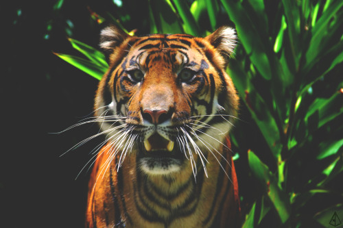 ac3df:   Sumatran Tiger