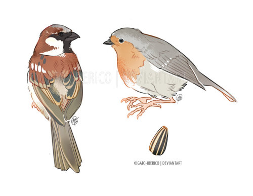 A sparrow, a robin, and a sunflower seed-© El Gato Iberico | Gato-Iberico