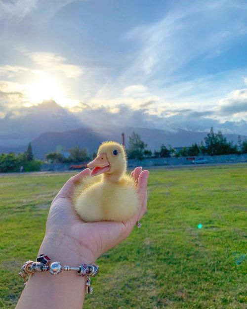 A very cute hat for a very cute duckling via @thesassyducks​ instagram