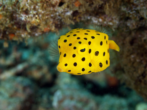 astronomy-to-zoology:Yellow Boxfish (Ostracion cubicus)…a species of boxfish that is found in reefs 