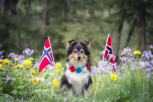 spartathesheltie:“My greatest hope for Norway is that we will be able to take care of one another. T