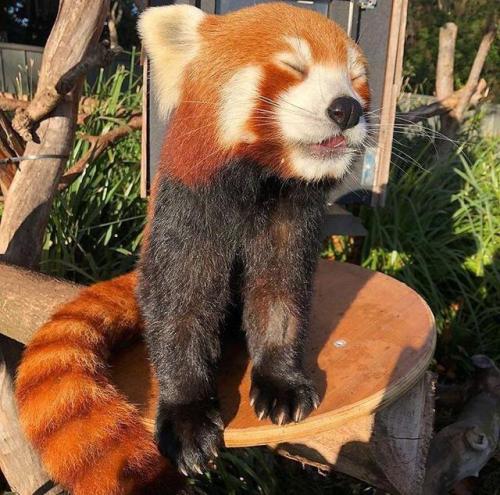 awwww-cute:  Red Panda soaking in the sun at the Melbourne Zoo (Source: https://ift.tt/2D9gqDg)