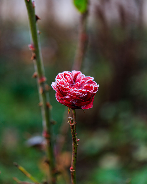 nature-hiking:Frosted rose 1-5/? - Zaltbommel, The Netherlands, November 2020photo by nature-hiking