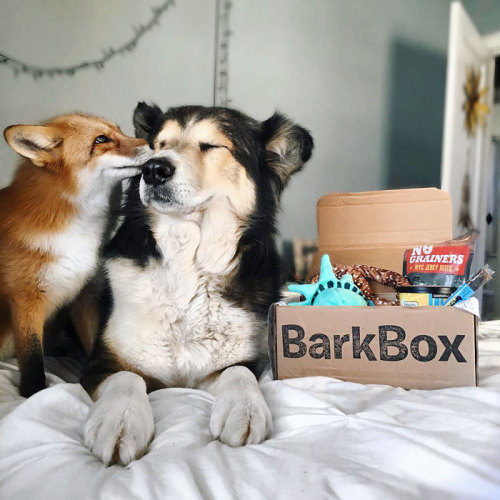 awesome-picz:    Pet Fox Becomes Best Friends With A Dog.