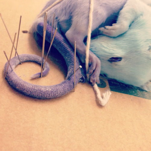 First ombre rat I recently dyed my first ombre rat. I went for colours blue and purple (the midnight
