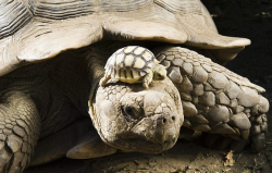 Skrumptiouskim:  140 Year Old Mom - With 5 Day Old Son. Meep