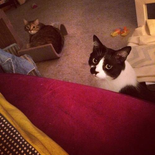 Started dancing to a song and this is the look the cats give me. #haters