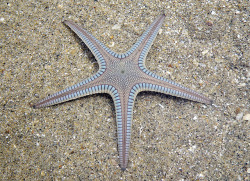 libutron:  Bordered sea star - Craspidaster hesperus Craspidaster hesperus (Paxillosida - Astropectinidae) is a species of sea star with elegant tapered arms. The upper surface of the body is covered with special flat-topped, pillar-like structures called