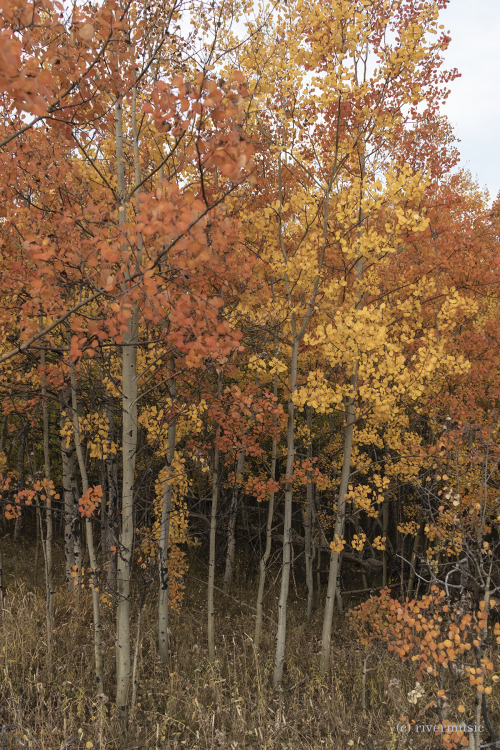 riverwindphotography: Color Play: Quaking Aspen trees in the Beartooth Mountains, Wyomingwww