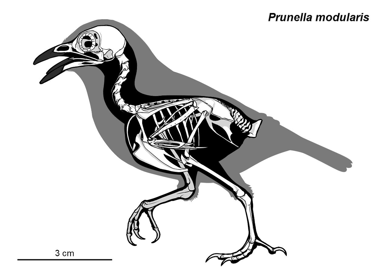 a skeletal of prunella modularis, otherwise known as the dunnock! based on a couple real dunnock specimens i own in real life. most of it’s eyeballed, the skull is traced from a photo i took.