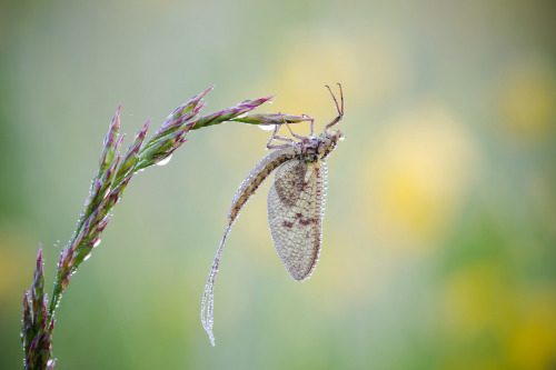 archatlas:  Precious Insects  Photographer David Chambon macro photos of insects covered in dew makes them look like precious gemstones. You can see more of his work on his Flickr and 500px accounts. 