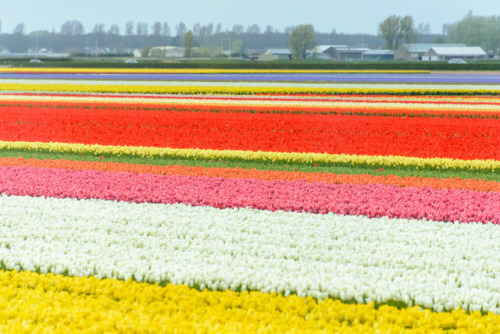 Keukenof, Holland.Tulips, hundreds, thousands, maybe millions of tulips, muscarii, and other flowers