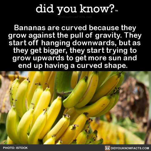 did-you-kno - Bananas are curved because they grow against the...