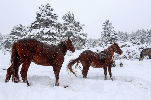 Horses in the mountains of Samarina, Grevená, Greece. Photos by Kostas Villa.