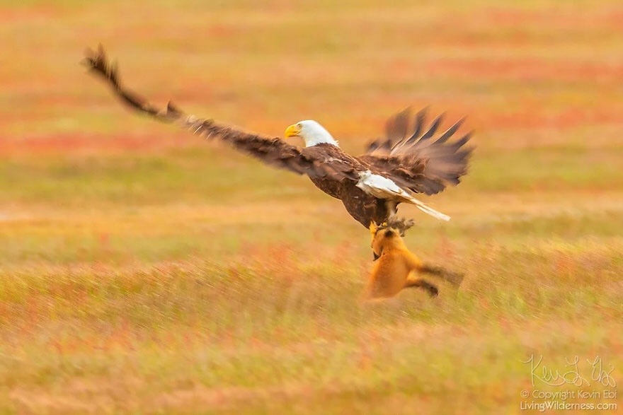 muma-kitty: bonkalore:  anubianpagan:  everythingfox:  This is so dramatic     Stealing wealth from hard workers, no wonder the bald eagle is our national bird. 