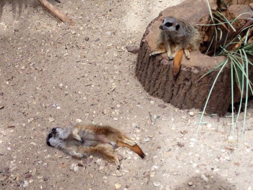 Some meerkats are more meerkat than others. These are the others.