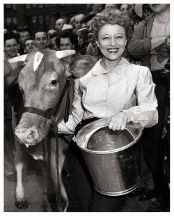   Milking Contest In Memphis! Vintage Press Photo Dated From 1952, Features Fan Dancer