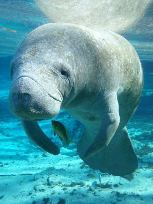 typhlonectes: During winter, manatees migrate to NOAA Florida Keys National Marine Sanctuary in se