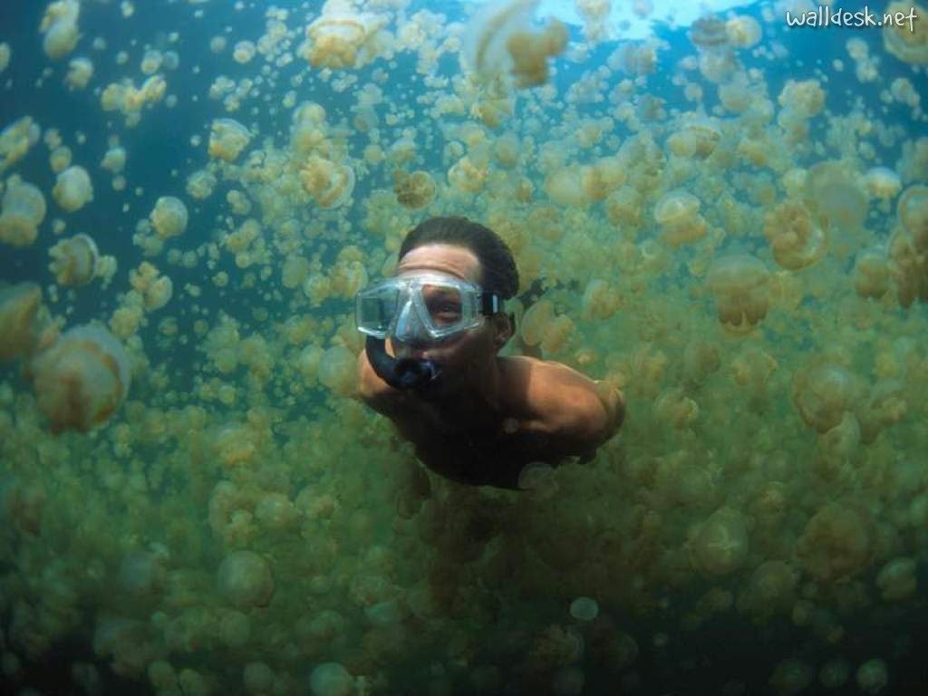 sixpenceee:  Jellyfish Lake, Palau The Jellyfish Lake, located on Eil Malk island
