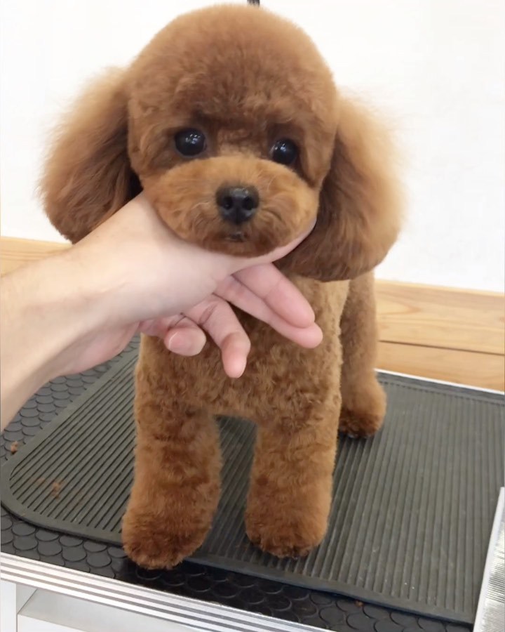 Dog Salon Lead Dog Salon Lead