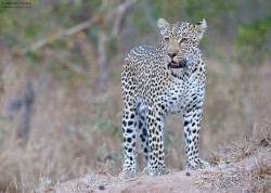 superbnature:  Sabi Sands Leopard by HendriVenter http://ift.tt/1zthMOB