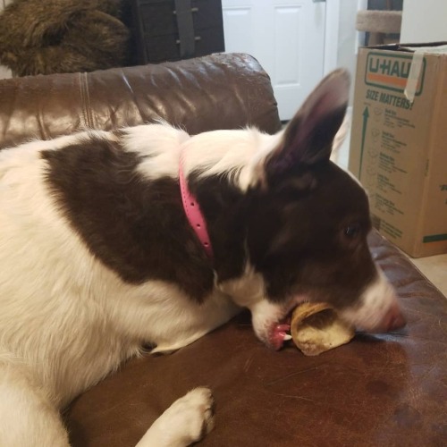 renniequeer:Hela Bella got a new bone today! She also got a much-needed cute new collar and some bre