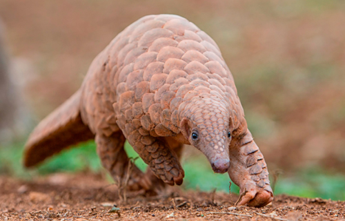 dougdimmadodo:  Indian Pangolin (Manis crassicaudata)Family: Manidae (Pangolin Family)IUCN Conservation Status: Endangered  ——————————————————————————  Pangolins like the Indian Pangolin are commonly