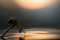 princeof-heart:  sexycomputervoice:  staceythinx:  Rain or shine, macro photographer Vadim Trunov captures the surprisingly adventurous lives of snails.  So beautiful.  LOOK AT THESE MEANINGFUL SNAIL PHOTOS 