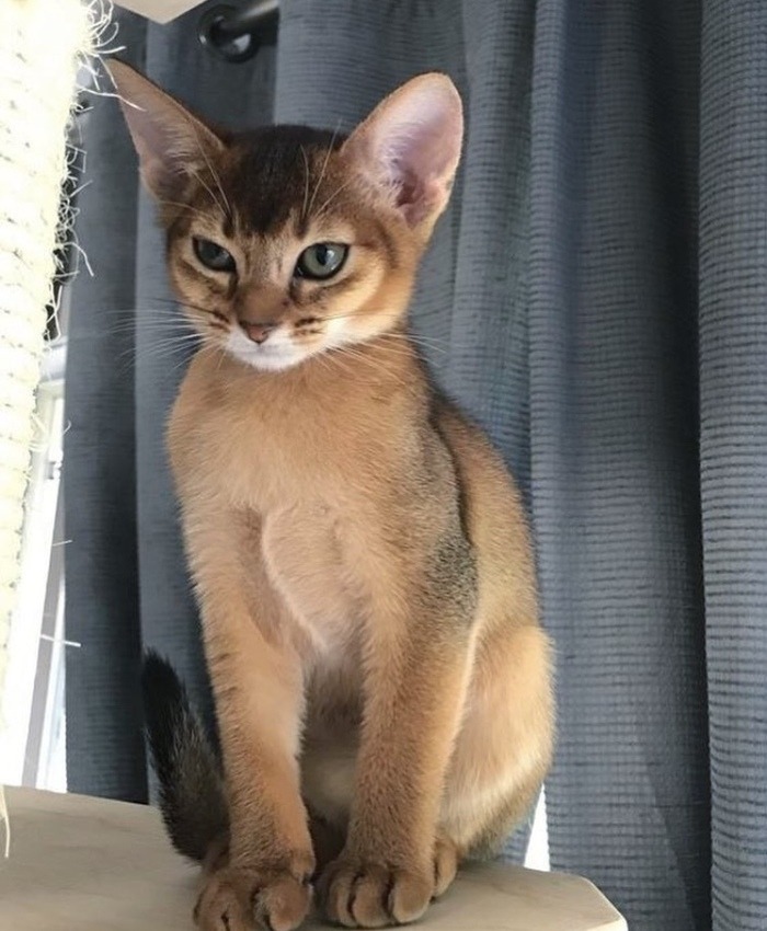 Cats Center