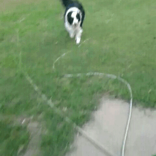 Sorry for the potato quality of these gifs, this is my border collie, Fuzzy. (He’s