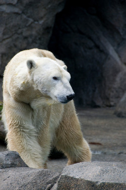 Fro-Do:  Polar Bear Walking By Mrapplegate On Flickr. 