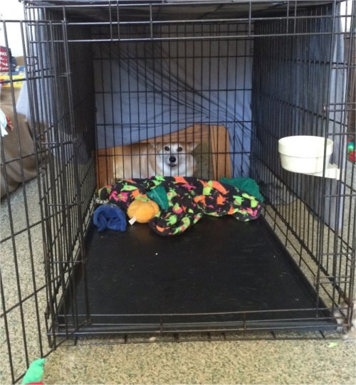 unclefather:  scampthecorgi:  He kept barking to be let out… But he was free the whole time…  Free him 
