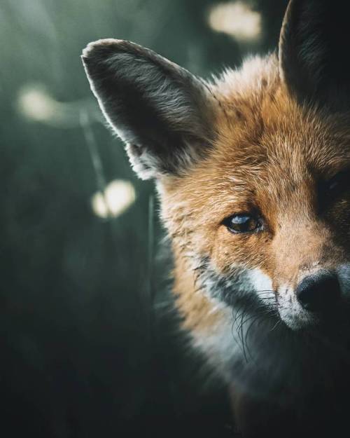 everythingfox:“Curiosity” - by Alexis Rateau