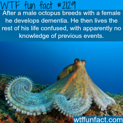 wtf-fun-factss:  Male octopus facts - WTF