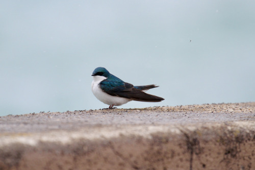 highways-are-liminal-spaces:Waves and Tree Swallows along the breakwall at MontroseChicago, Illinois
