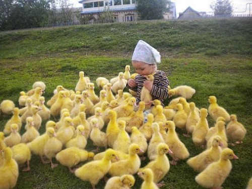 hanesonly: A celebrity among ducks: the human baby