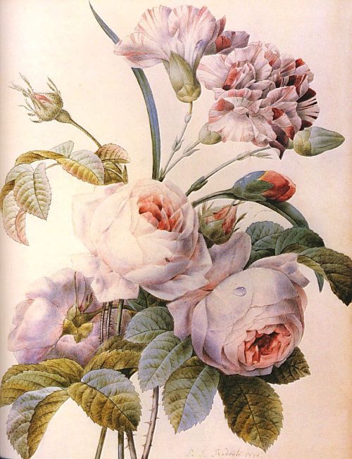 art-and-things-of-beauty:Pierre-Joseph Redouté (French, 1759-1840)  -  Carnations and Roses.
