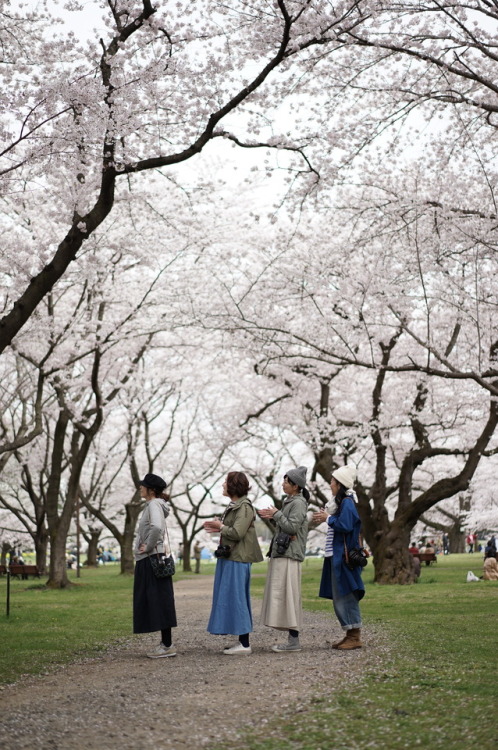 桜に会いに行ったらチューリップも咲いていて ムラサキハナナと菜の花も咲いていて 昭和記念公園は春爛漫でした。 お友達のダックスちゃん。 いつもお洒落で可愛いです。 カメラ目線ありがとう♡