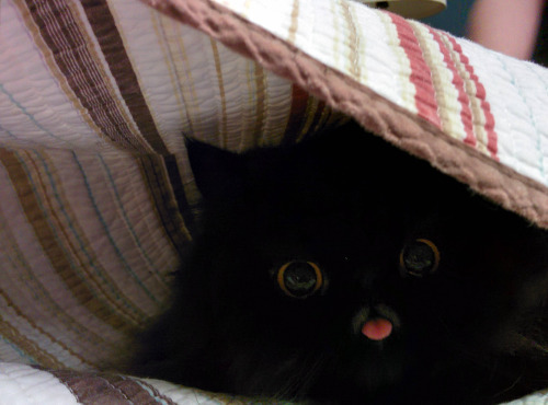 Cheer Up Post #4385 - Black Kittens Edition