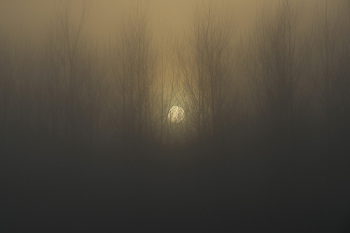 fotojournalismus:The sun sets behind a wood shrouded in fog on December 28, 2016 in Northwich, Engla