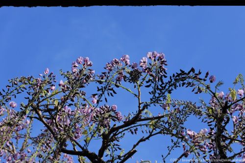 brownie-pics:‘22.4.17 春日大社にて砂ずりの藤、続編です。日も昇ってきて、光が若い藤の花を照らし始めます。今日もいい天気ｗ