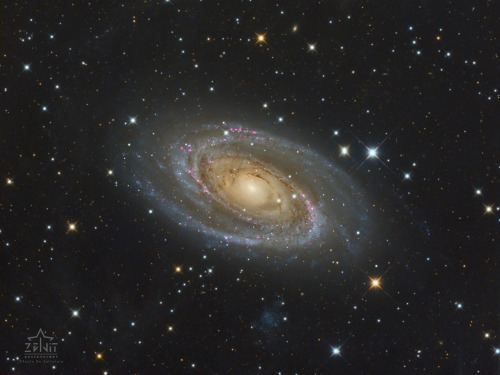 M 81