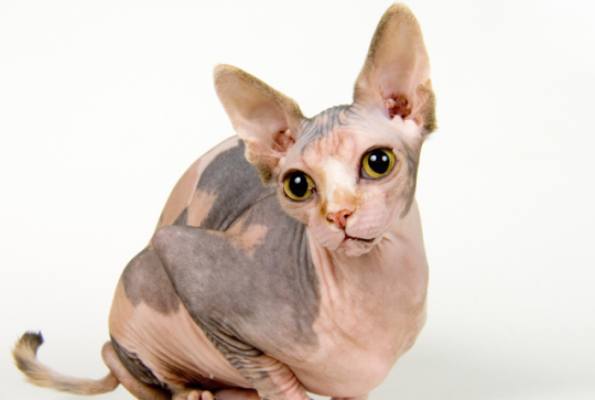 Porn Pics softhealingprincess: REBLOG IF SPHINX CATS