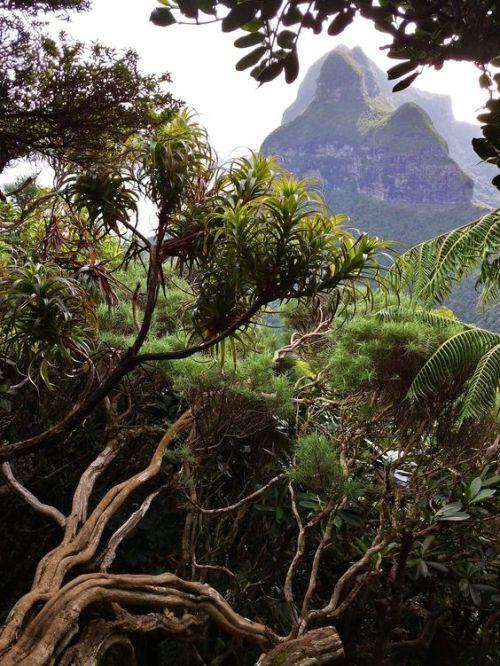 oceaniatropics:Lord Howe Island, New South Wales, Australia