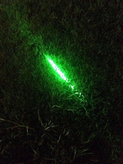 Someone get me Scully and Mulder because what the fuck is on my lawn right now