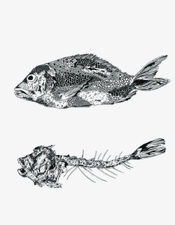 farewell-kingdom:  Chrysa Koukoura - Fishes of the Andaman sea 