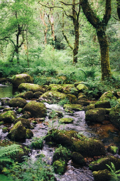 wanderthewood:The Two Moors Way - From Holne to around Chagford in Dartmoor, Devon, England&nbs