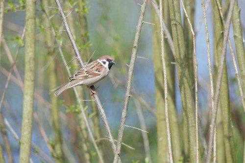 Tree Sparrow