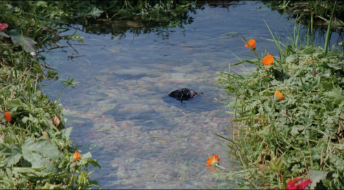 365filmsbyauroranocte: Gabbeh (Mohsen Makhmalbaf, 1996) 