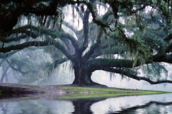 travelingcolors:  Flooded Avery Oak | Louisiana (by Steve Smith) 